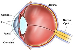 retina